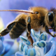 Illustration for article titled Why Are So Many Bee Colonies Dying Off In Europe?